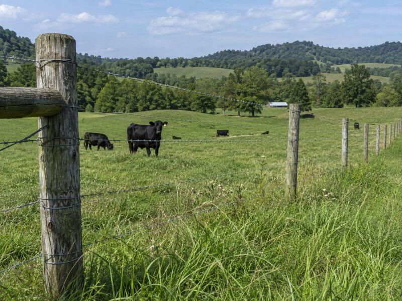 Barbed Wire Fence in East Tennessee